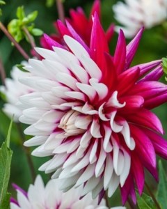 dahlia, dália, georgína, georgíny, dálie, hluza, hluzy, hluzy dalii, hluza georgin, hluza dalie, hluza georginy, hluzy georgin, cactus, kaktusovitá, kaktusová, 